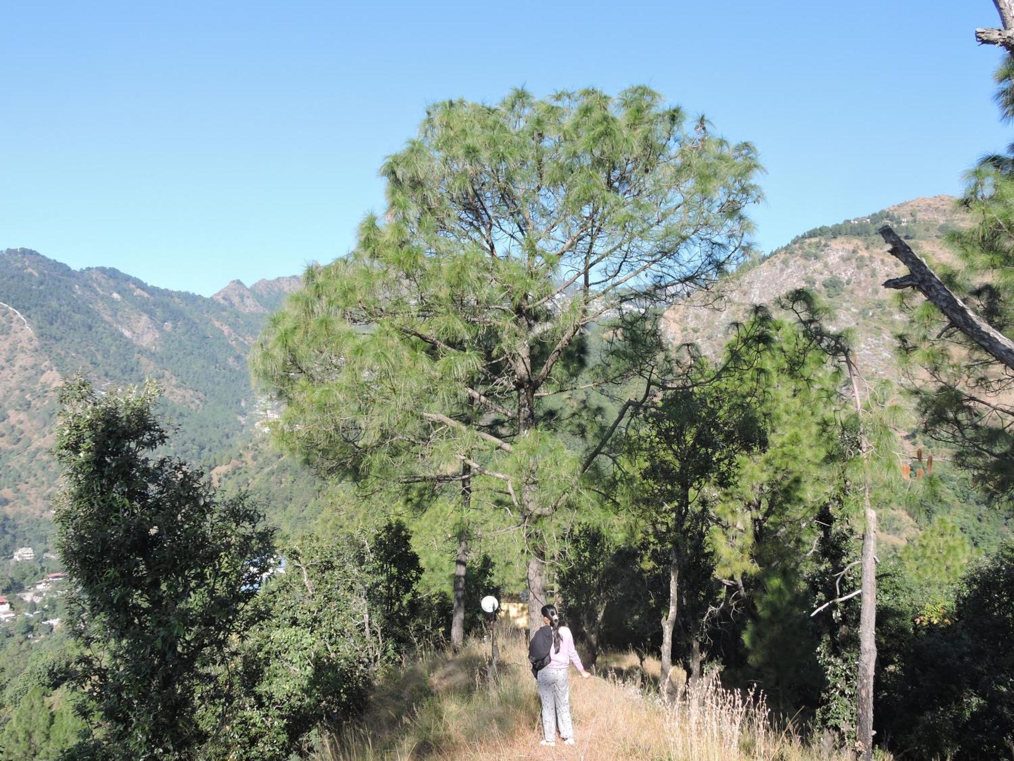 The Manora Woods - Private Hill Top, Gethiya, Nainital Bagian luar foto